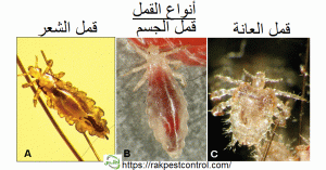 انواع القمل