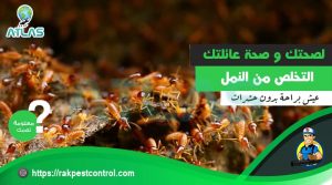 مكافحة النمل وقتله