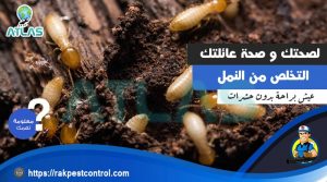 اماكن النمل الأبيض