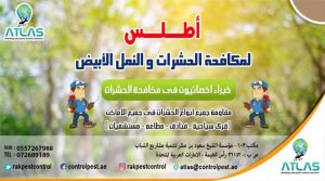 آثار تدمير النمل الأبيض على المنازل