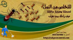 نمل تعقيم المطبخ من الحشرات