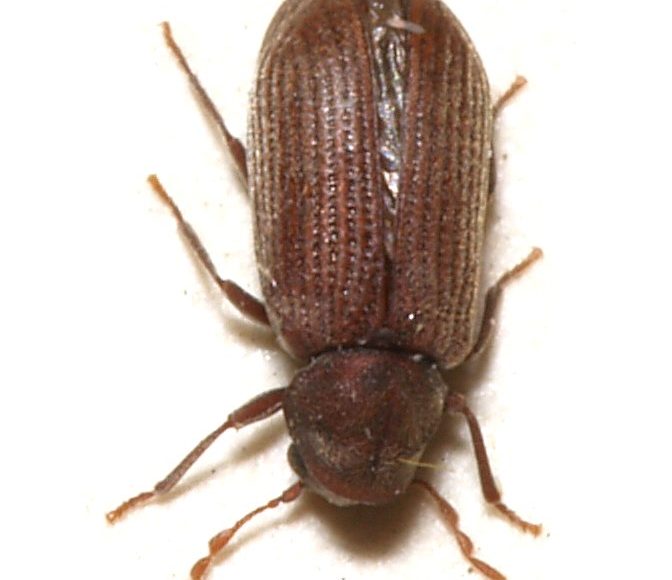 حشرة السوس